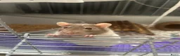 Rat rodents for sale: Rehoming two lovely girl rats  - Advert 5