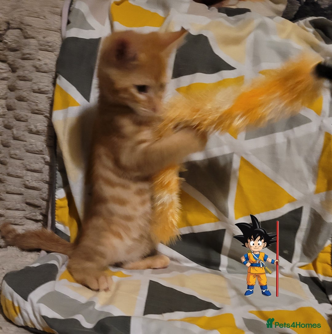 Bengal cats for sale: 💖🐱🐯Cute Half Bengel Kittens🐆🐈‍⬛💖 - Image 23