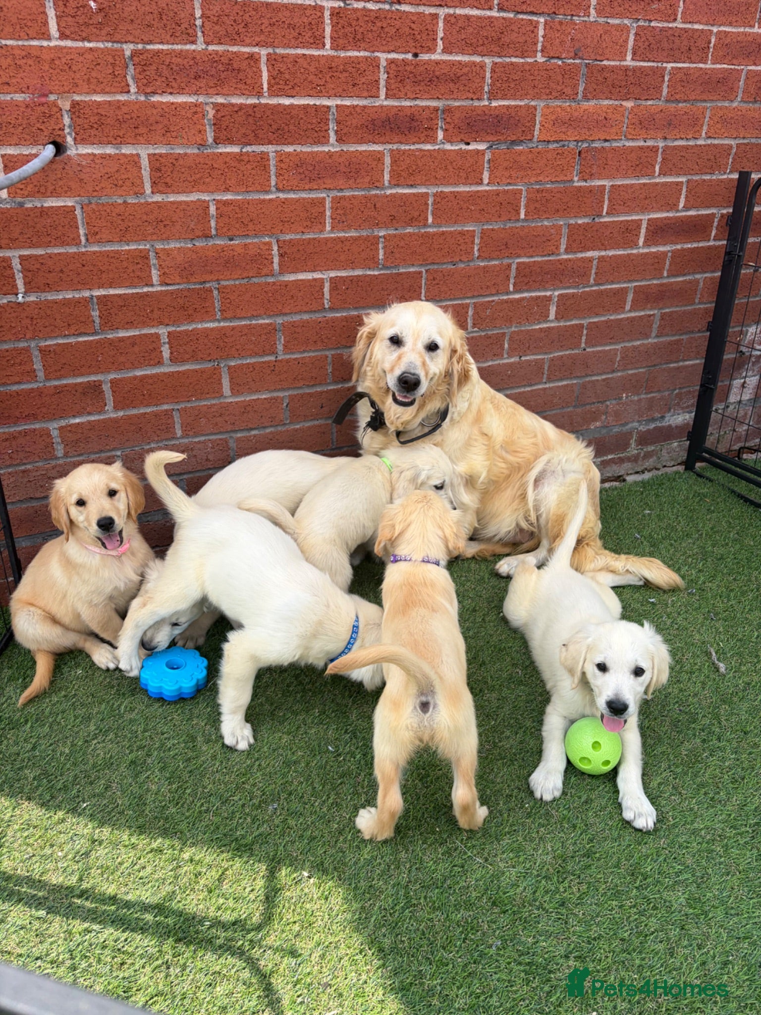 Golden Retriever dogs Kc reg golden retriever puppies  - Advert 5