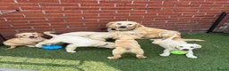 Golden Retriever dogs for sale: Kc reg golden retriever puppies  - Advert 1