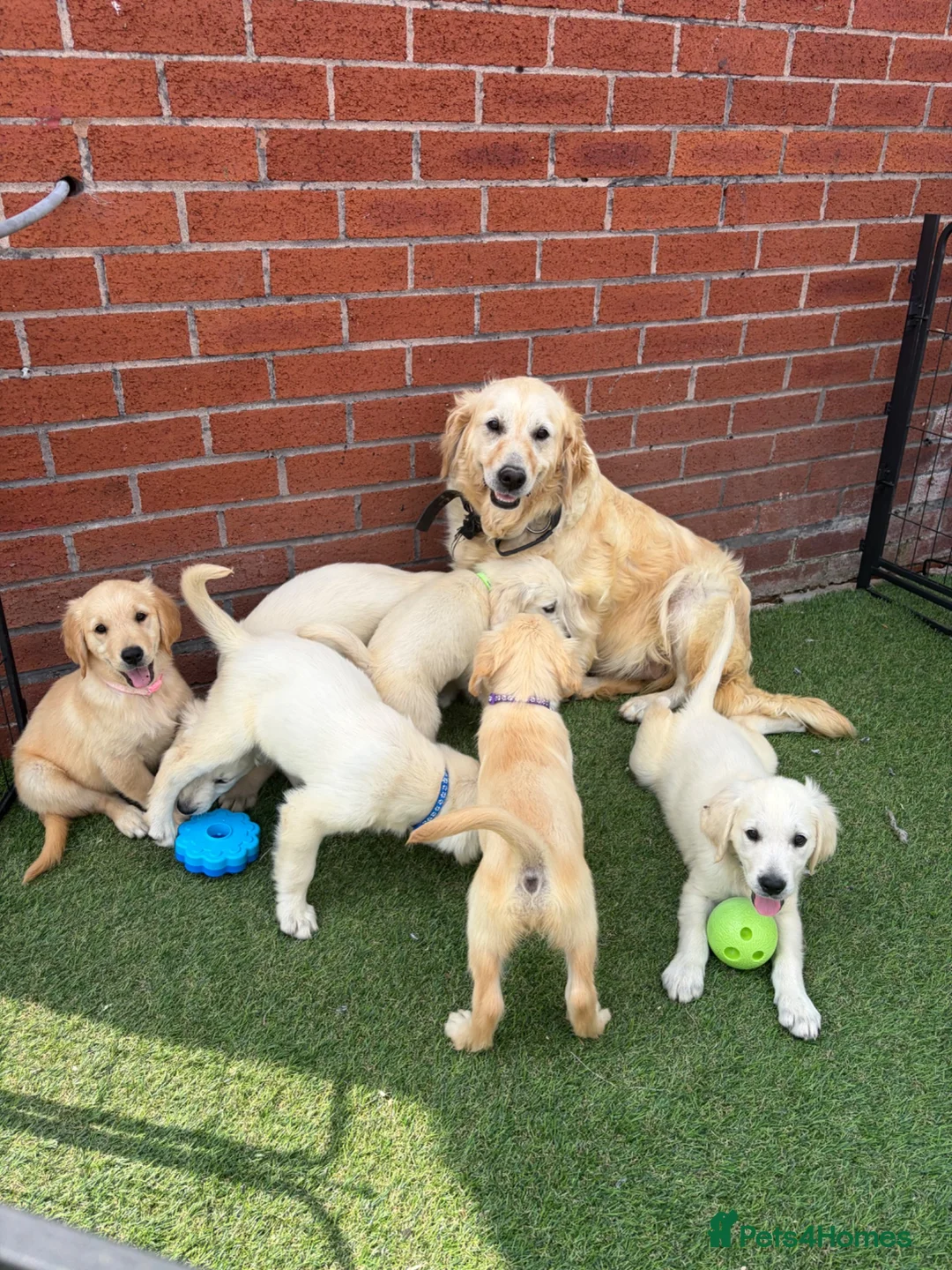 Golden Retriever dogs for sale: Kc reg golden retriever puppies  - Advert 1