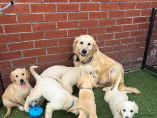 Golden Retriever dogs Kc reg golden retriever puppies - Advert 1
