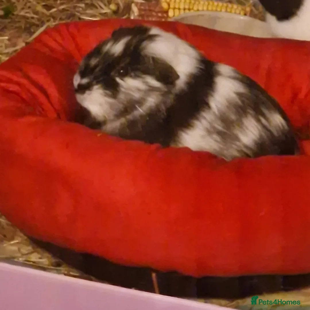 Guinea Pig rodents for sale: Guinea Pigs for adoption  - Image 3