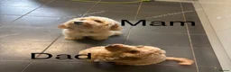 Cockapoo dogs for sale: 3 f2 cockapoos  - Advert 9