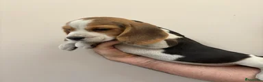 Beagle 4