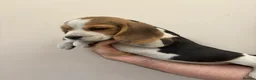Beagle dogs for sale: KC registered Beagle puppies  - Advert 16
