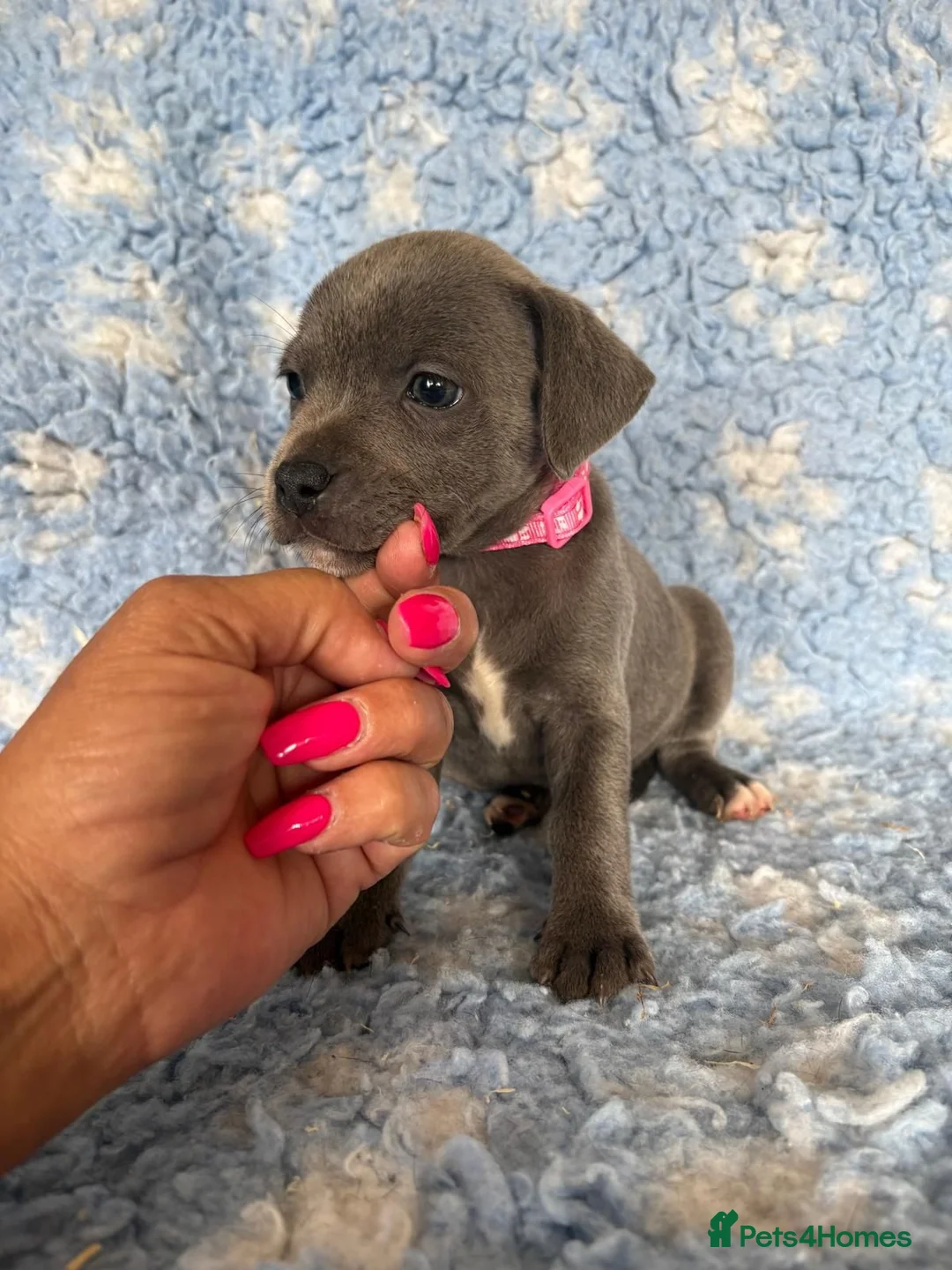 Staffordshire Bull Terrier dogs for sale: Blue Staffy Puppies in Peterborough - Advert 22