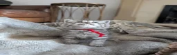 British Shorthair cats for sale: Full British shorthairs  - Advert 8