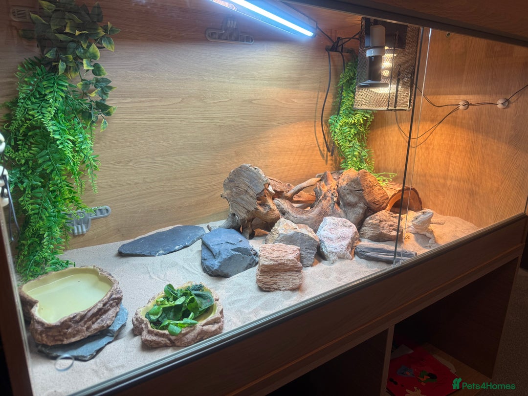 Bearded Dragon reptiles for sale: Bearded dragon and vivarium  - Image 3