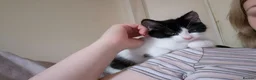 Mixed Breed cats for sale: Lovely kittens ready now in Dudley - Advert 4
