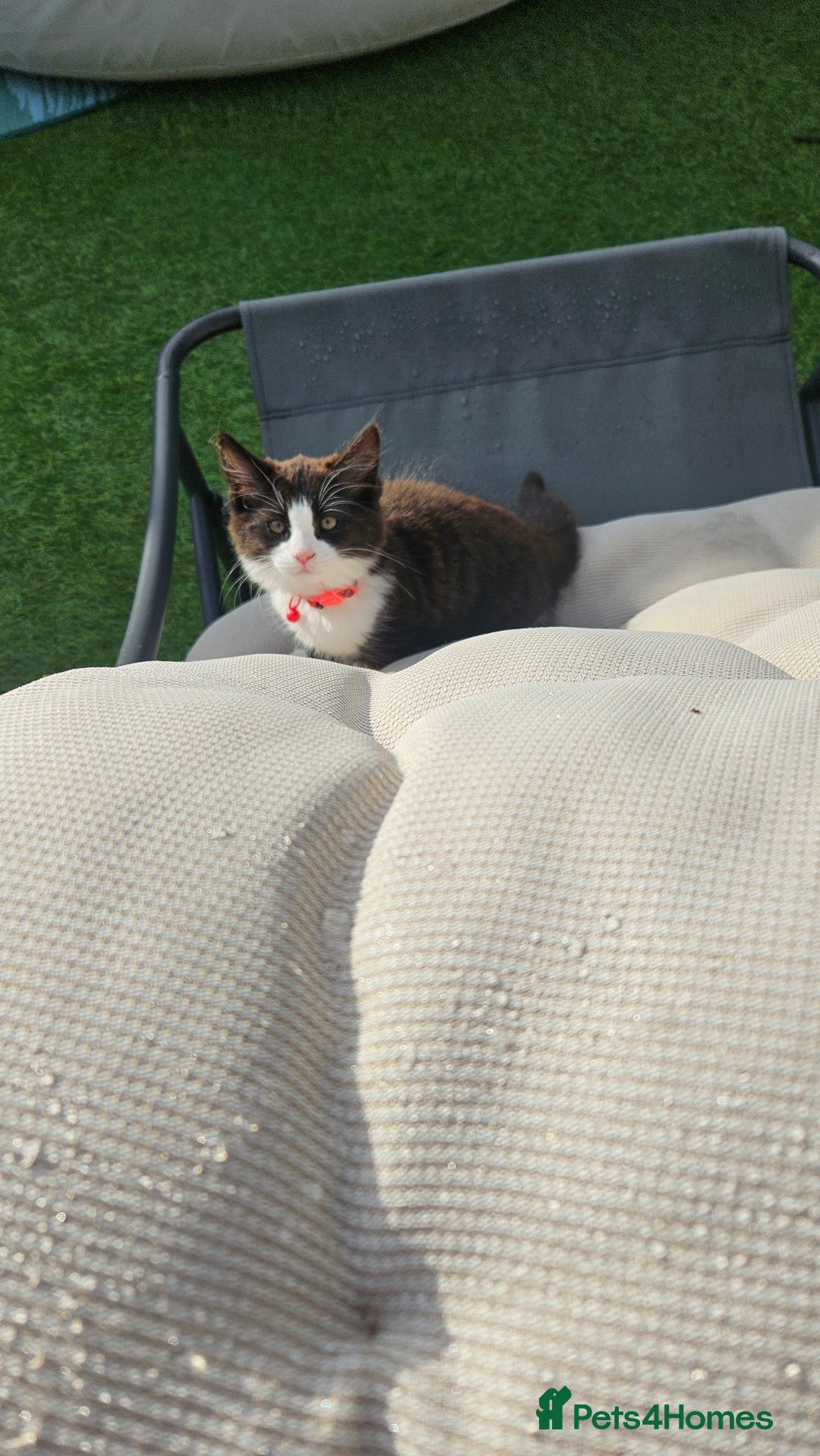 Mixed Breed cats for sale: Long haired black and white girl  - Image 7