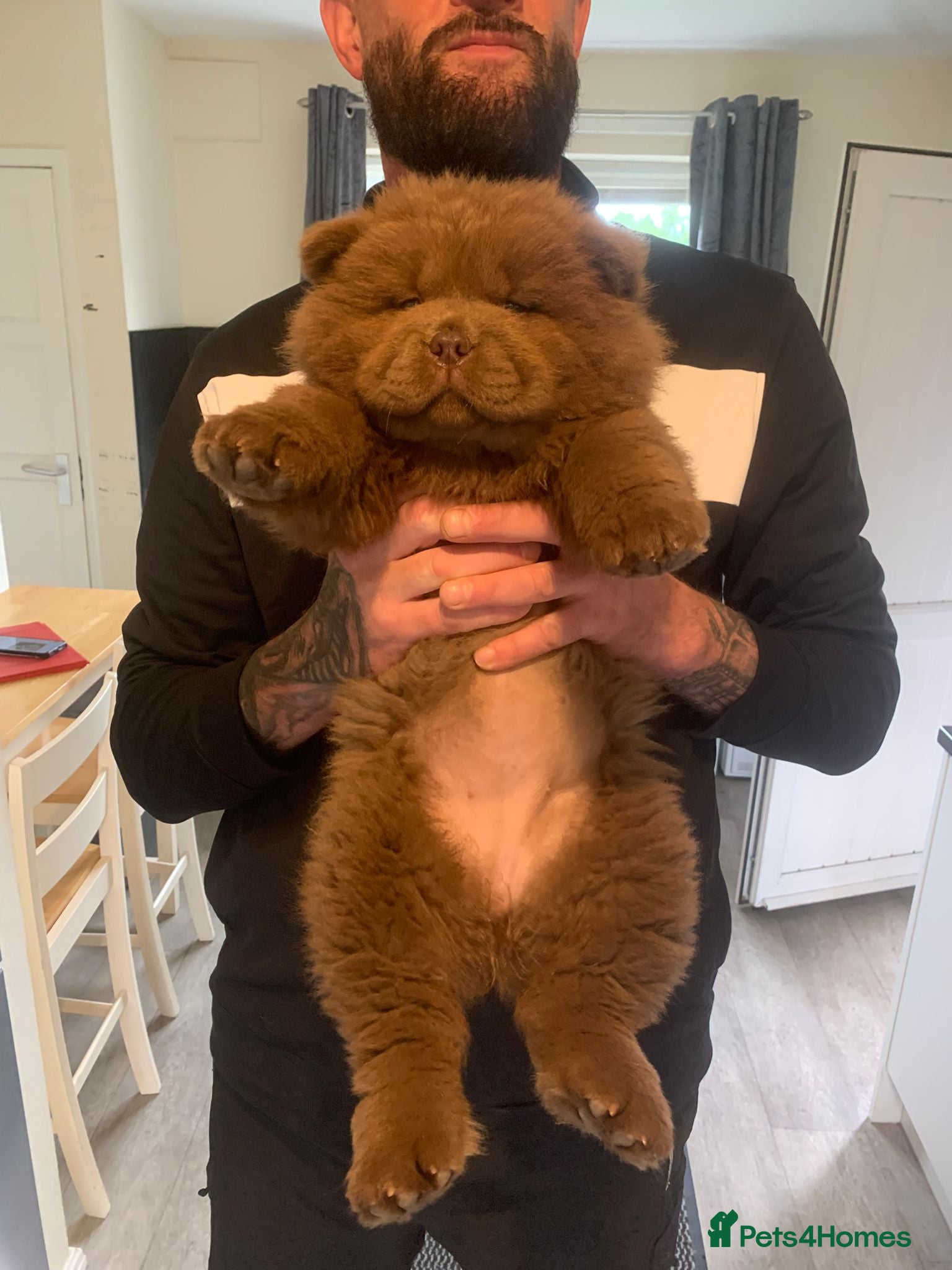 Chow Chow dogs REDUCED PRICE CHOW CHOWS TAKE A LOOK - Advert 1