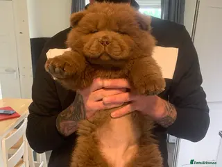 Chow Chow dogs Chocolate female chow chow 12wks old - Advert 14
