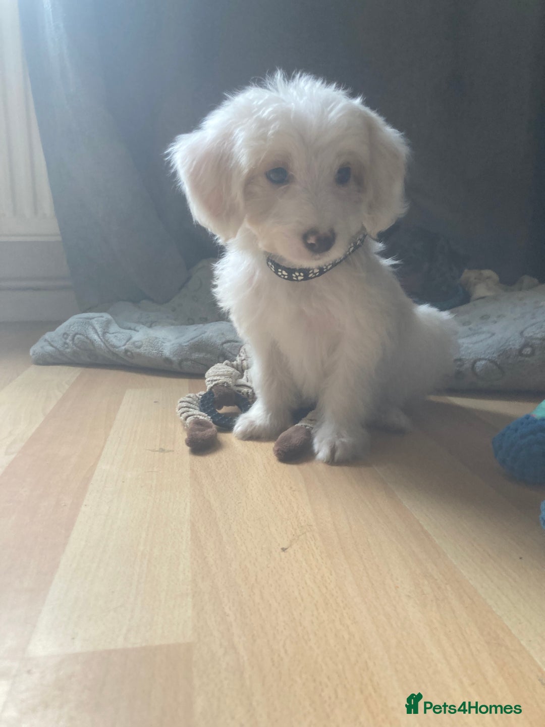 Bordoodle dogs for sale: 8 beutifull bordoodle puppys - Image 4