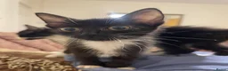Mixed Breed cats for sale: Kittens ready to leaven 💕 - Advert 11