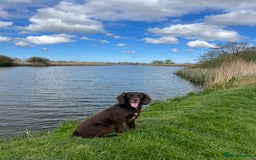 Sprocker dogs for sale: Sprocker spaniel puppies  - Image 9