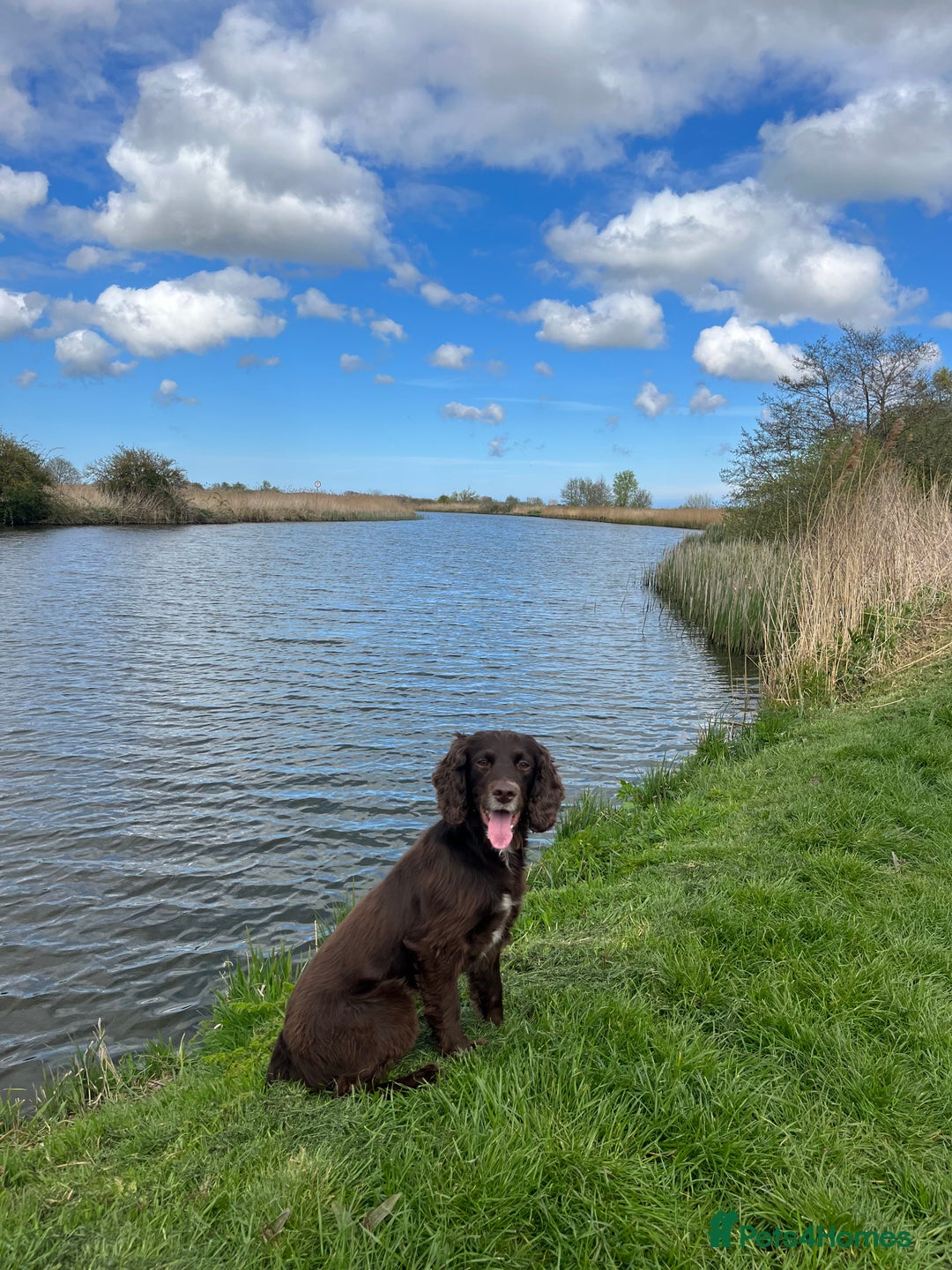 Sprocker dogs for sale: Sprocker spaniel puppies  - Image 9