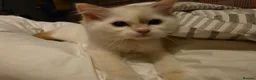 Ragdoll cats for sale: Amazing Ragdoll Babies  - Advert 6
