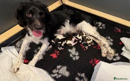 English Springer Spaniel dogs for sale: Heavily Marked Litter, KC, Health Checked Parents. - Image 2