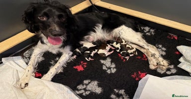 English Springer Spaniel dogs - Advert 6