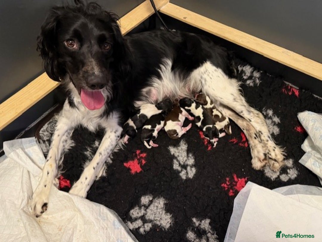 English Springer Spaniel dogs for sale: Heavily Marked Litter, KC, Health Checked Parents. - Image 2