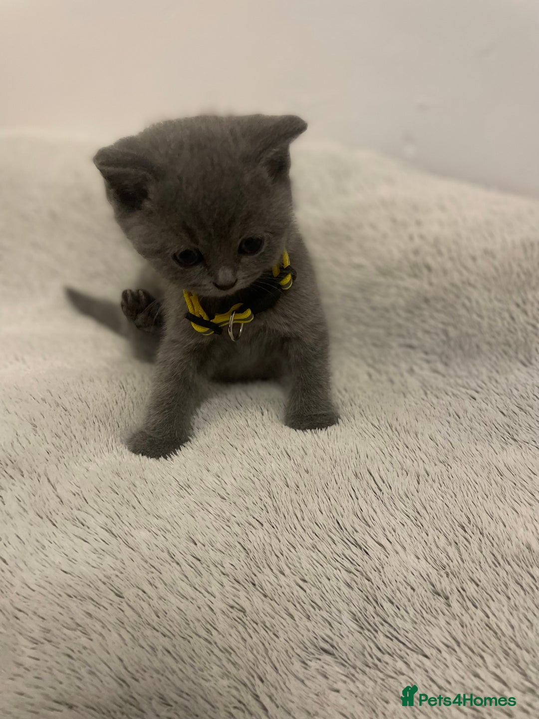 British Shorthair cats for sale: Stunning pure bred BSH kittens - Advert 12
