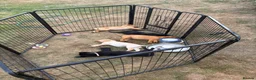 Labrador Retriever dogs for sale: KC Registered Labrador Puppies for Sale  - Advert 6