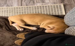 American Bulldog dogs for adoption: Soppy King is ready for his forever home!  - Advert 4