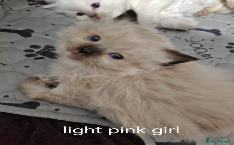 Ragdoll cats for sale - Advert 1