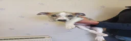 Whippet dogs for sale: KC Registered Puppies - Advert 6