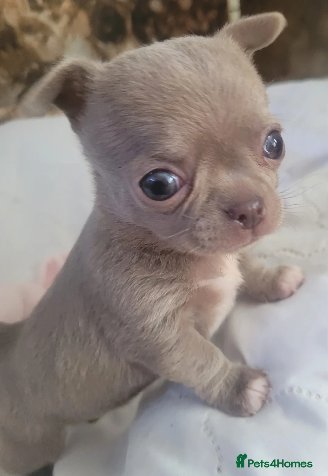 Chihuahua dogs for stud: KC lilac stud in Dagenham - Advert 17