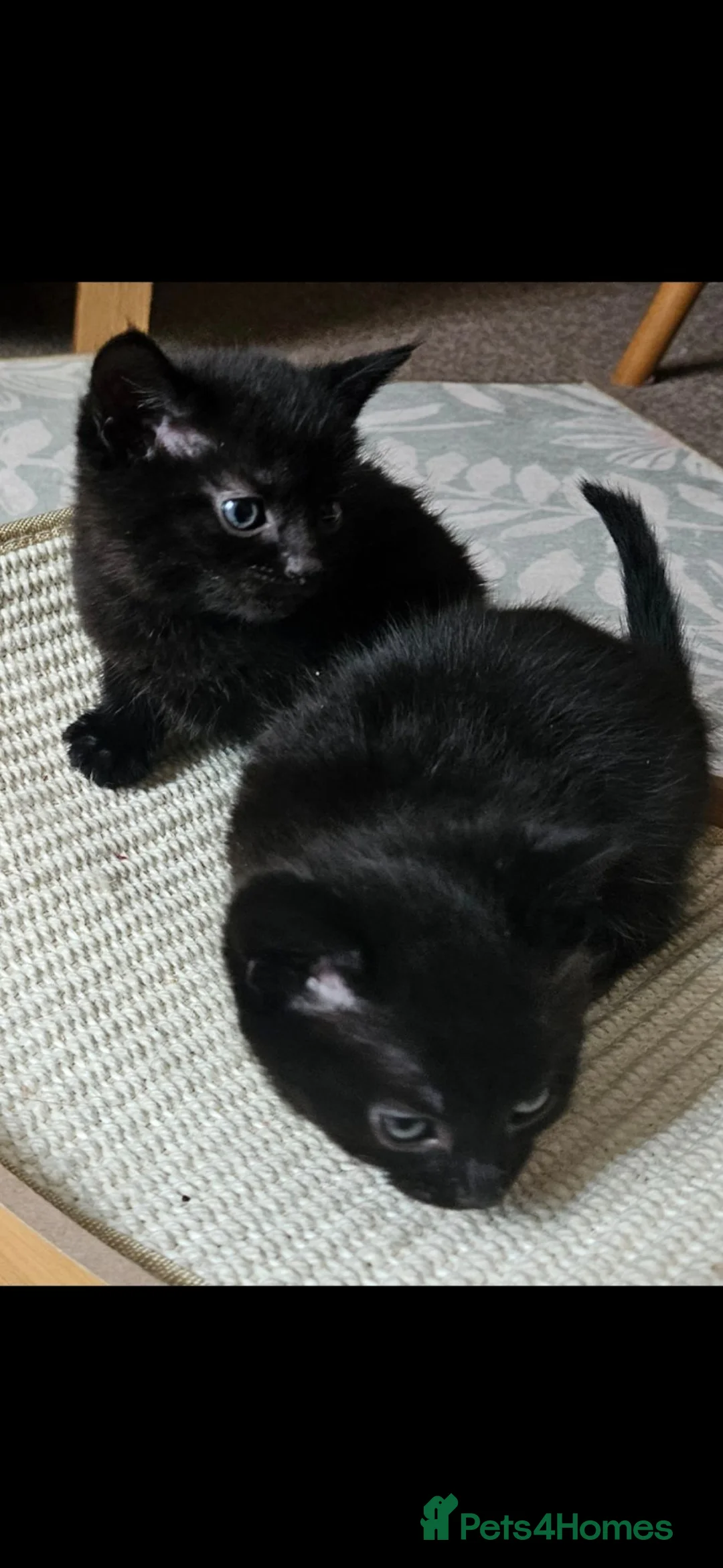 Domestic Shorthair cats for sale: Beautiful kittens ready now - Advert 10