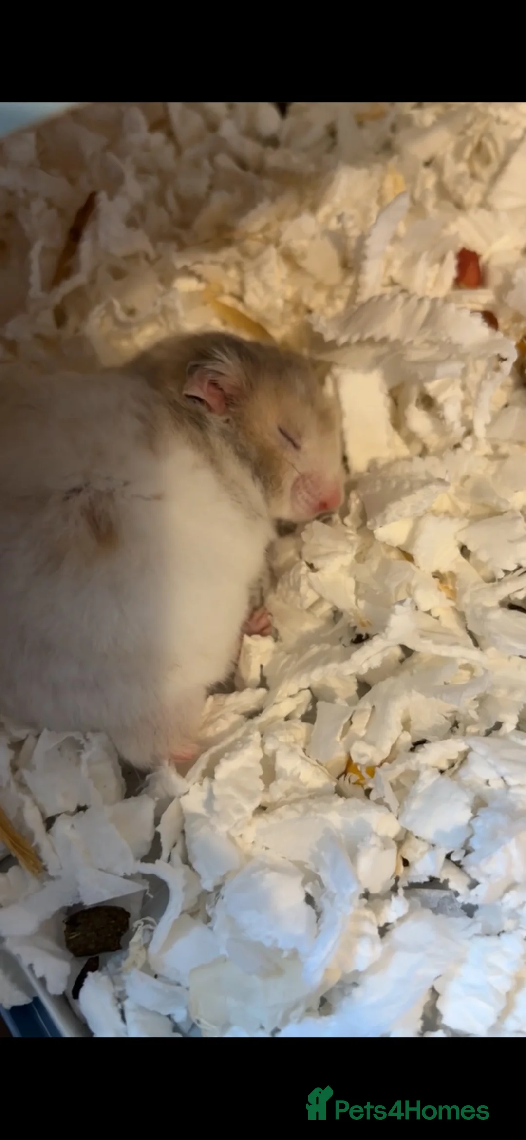 Hamster rodents for sale: Syrian hamster  in Bath - Advert 1