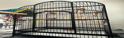 Macaws birds for sale: Blue and gold macaw  - Advert 6
