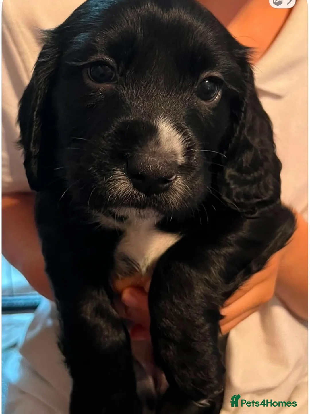 Cocker Spaniel dogs for sale: Cocker Spaniels puppies READY NOW - Advert 1