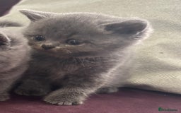 British Shorthair cats for sale: Pedigree GCCF BSH kittens ready in 2 weeks time !! - Image 22