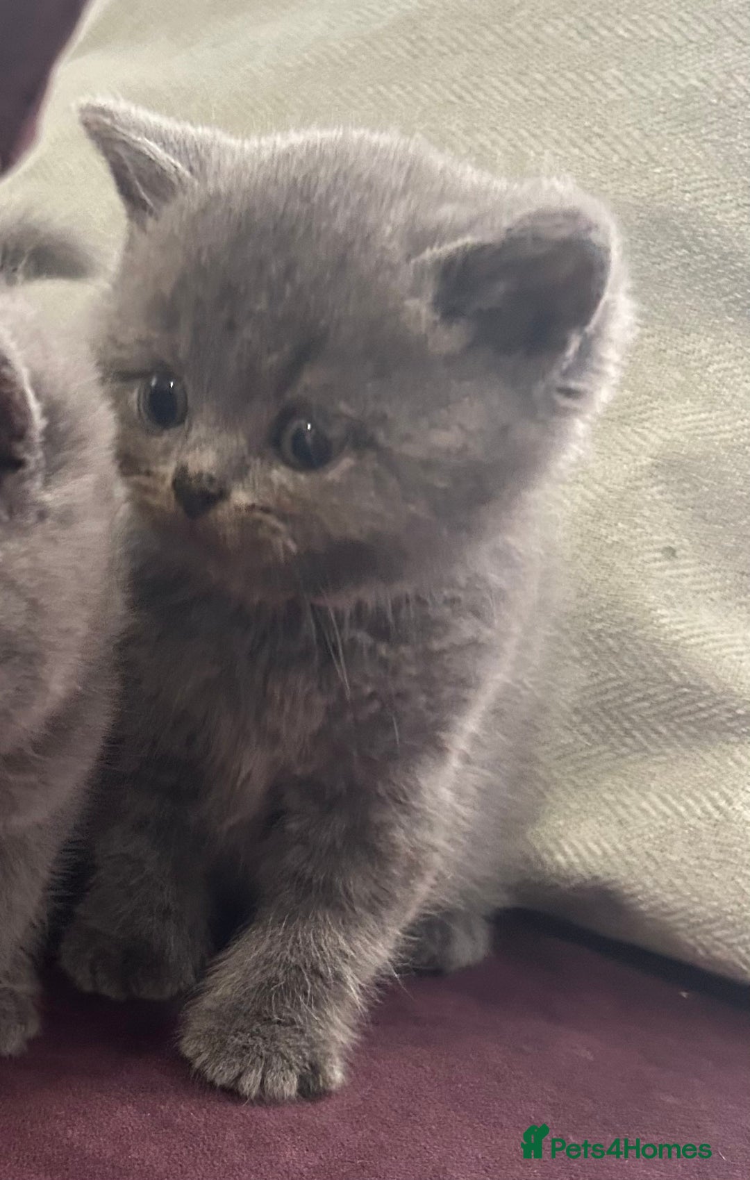 British Shorthair cats for sale: Pedigree GCCF BSH kittens ready in 2 weeks time !! - Image 22