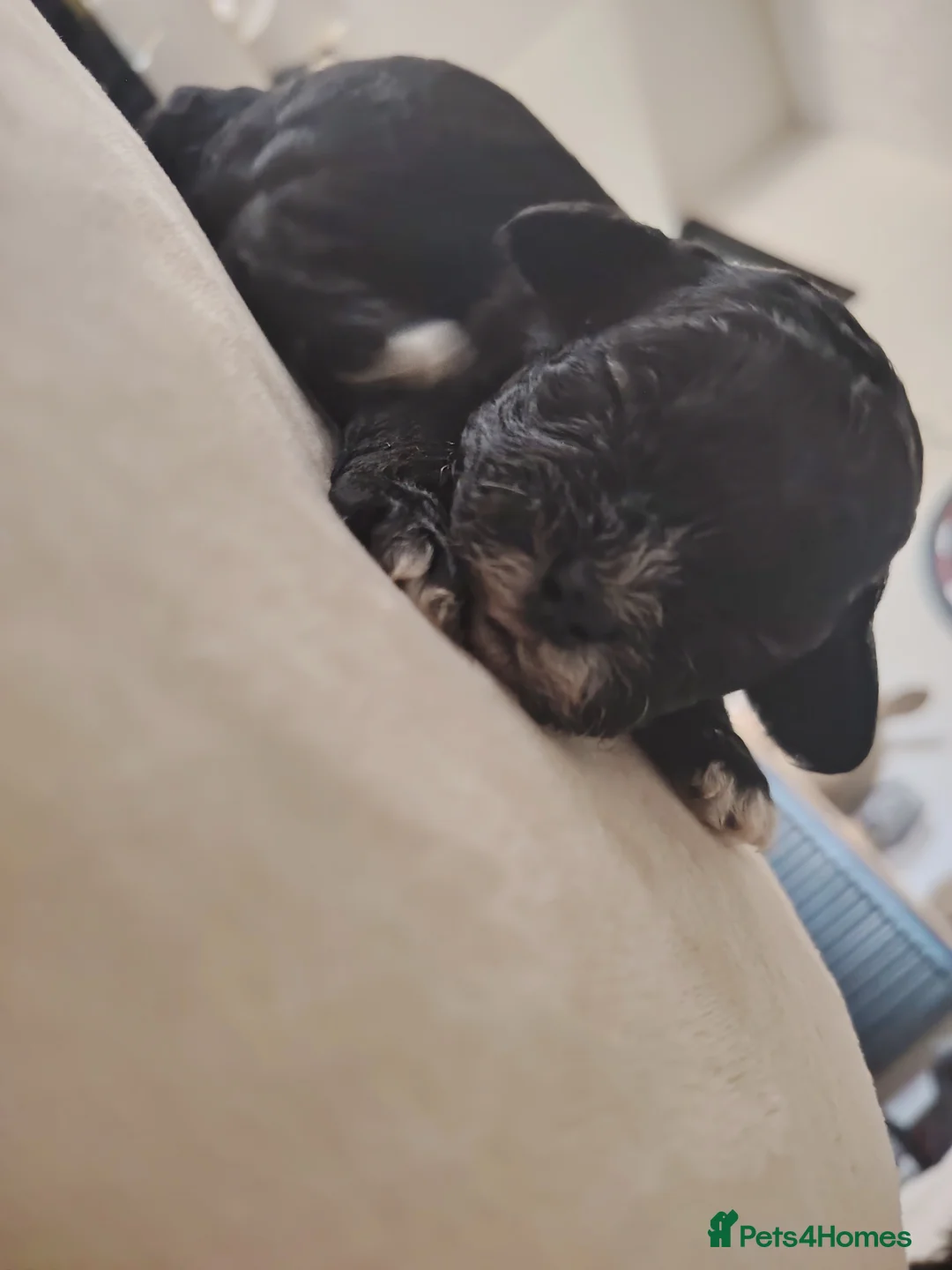 Shihpoo dogs for sale: 🤎🤍 The perfect babies 🤎🤍 in Nuneaton - Advert 2