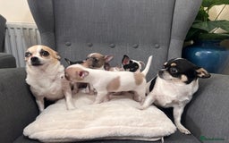 Chihuahua dogs for sale: 5Stunning tiny Smooth coat 🍏head chihuahua puppys - Image 2