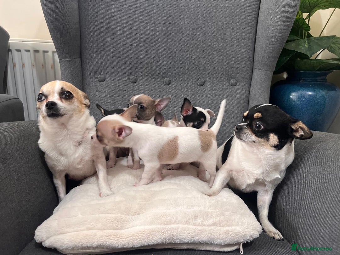 Chihuahua dogs for sale: 5Stunning tiny Smooth coat 🍏head chihuahua puppys - Image 2