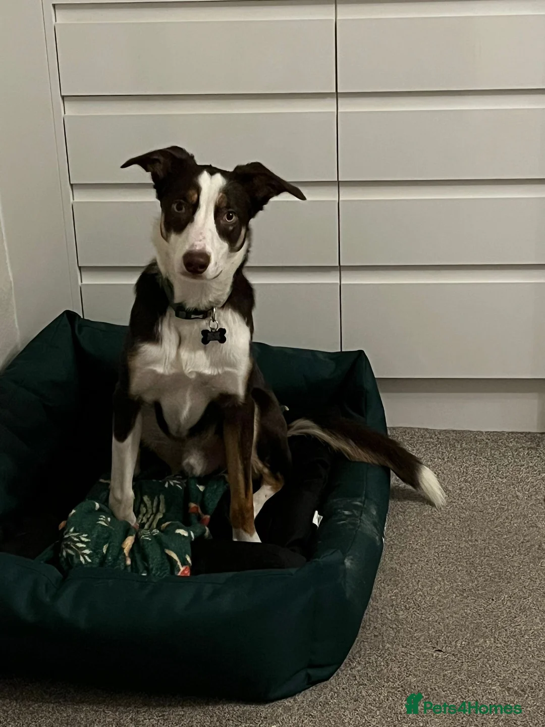 Border Collie dogs for sale: Border Collie Rehoming - Advert 2