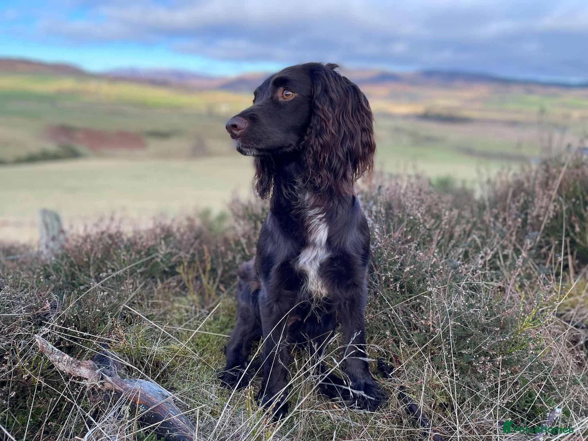 Sprocker dogs Sprocker Pups - Advert 2