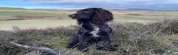 Sprocker dogs for sale: Sprocker Pups - Advert 2