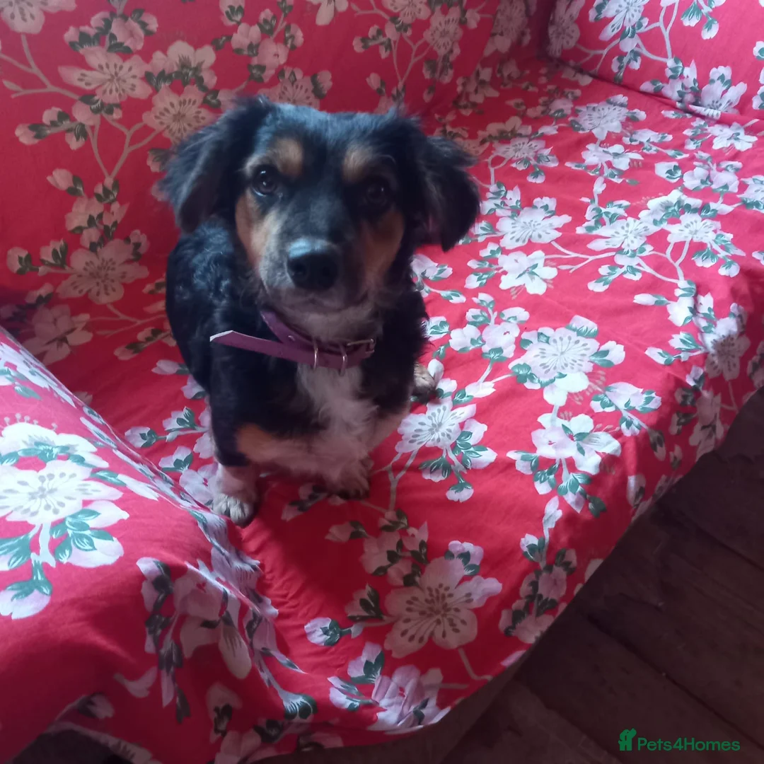 Mixed Breed dogs for adoption: Sweet KATIA needs a new Loving HOME in Nottingham - Advert 26
