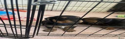 Mixed Breed dogs for sale: Beautiful Patterjack x Yorkshire terrier pups  - Advert 8