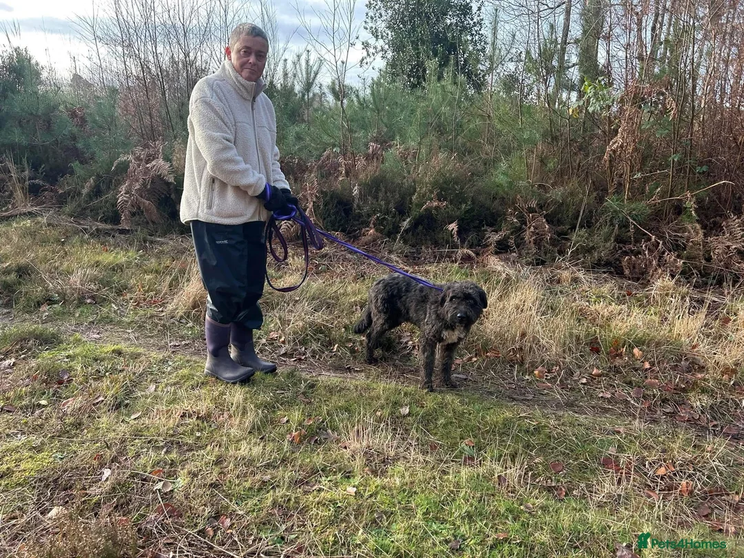 Mixed Breed dogs for adoption: Colby - Norwich Norfolk  in Norwich - Advert 7