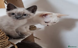 British Shorthair cats for sale: 5 BSH kittens available - Image 4