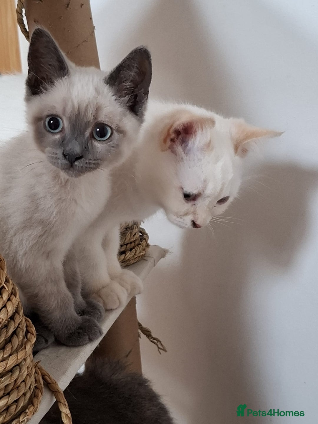 British Shorthair cats for sale: 5 BSH kittens available - Image 4