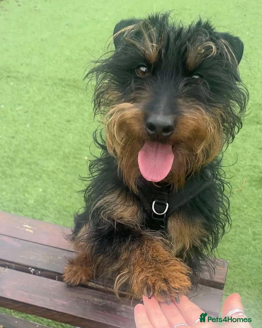 Jagdterrier dogs for adoption: Mowgli - Advert 2