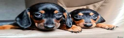 Miniature Dachshund dogs for sale: Beautiful Dachshund puppies for sale  - Advert 4